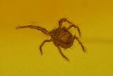 Detailed Fossil Spiders, a Mite and Three Flies in Baltic Amber #173715-1